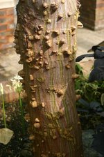 vignette Erythrina glauca