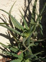 vignette Aloe arborescens 1