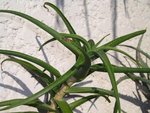 vignette Aloe striatula 1