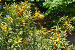 vignette Fortunella japonica (kumquat)