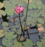 vignette Nymphaea