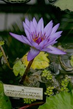 vignette Nymphaea 'George.T. Moore'