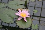 vignette Nymphaea 'Pink Platter'