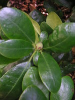 vignette Rhododendron ponticum ssp imbricatum