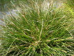 vignette Carex paniculata - Carex panicul