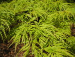 vignette Acer palmatum 'Dissectum seyriu'