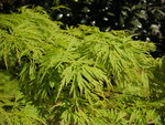 vignette Acer palmatum 'Dissectum seyriu'