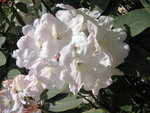 vignette Rhododendron x loderi 'King George'