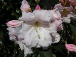 vignette Rhododendron 'Loderi King Georges'
