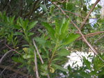 vignette Baccharis halimifolia