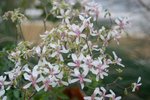 vignette Pelargonium ferulaceum