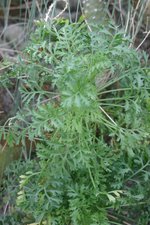 vignette Pelargonium ferulaceum