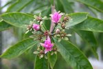 vignette Pereskia grandifolia var. grandifolia