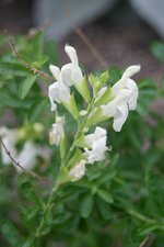 vignette Salvia greggii 'Alba'