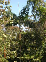 vignette Iriartea deltoidea, Costa Rica