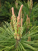 vignette Pinus cembroides - Pin