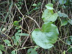 vignette Anredera cordifolia