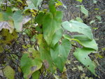 vignette Aristolochia ovalifolia 1
