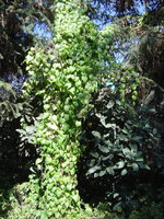 vignette Zehneria mysorensis CHB03.CH4