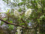 vignette Prunus padus - Cerisier ou merisier à grappes