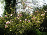 vignette Magnolia x soulangeana ‘Rustica Rubra’