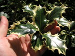 vignette Ilex aquifolium 'Argenteo - marginata'