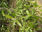 vignette Corokia buddlejoides