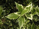 vignette Osmanthus heterophyllus 'Variegatum'