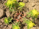 vignette Euphorbia polychroma
