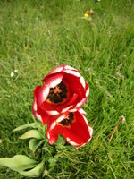 vignette Tulipa ''Red Georgette'