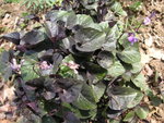 vignette Viola labradorica var. purpurea