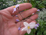 vignette Solanum laxum = Solanum jasminoides