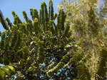 vignette Antiaris toxicaria  Moraceae