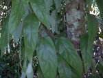 vignette Aristolochia austroyunnanensis