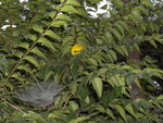 vignette Canthium parvifolium