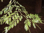 vignette Dacrycarpus imbricatus