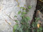 vignette Ficus sarmentosa sp shilling