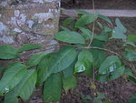 vignette Gymnema foetidum asclepiadaceae