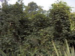vignette Holboellia angustifolia CHB05.CH8