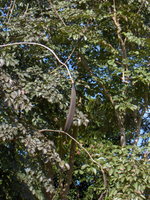 vignette Oroxylum indicum bignoniaceae