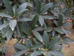 vignette Parakmeria yunnanensis magnoliaceae