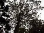 vignette Pinus oocarpa
