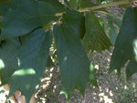vignette Pterospermum yunnanense
