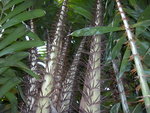 vignette salacca edulis palmae