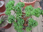 vignette Pelargonium crispum
