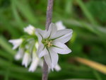 vignette Allium triquetum, ail triqutre, ail  3 angles