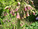 vignette Nectaroscordum siculum subsp. bulgaricum