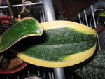 vignette Phalaenopsis hyb variegata (feuille)