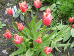 vignette Tulipe