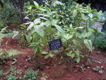 vignette Sarcandra hainanensis chloranthaceae